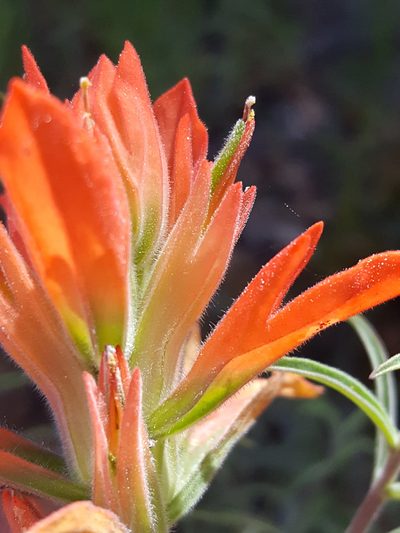 Castilleja organorum, photographed by Alex Abair