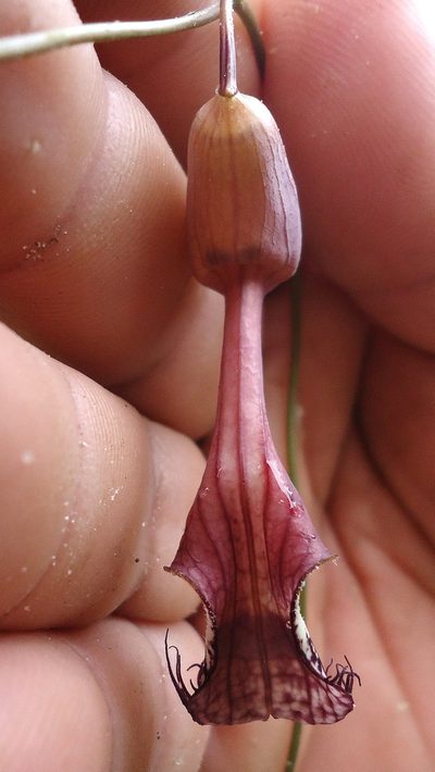 Aristolochia tamnifolia, photographed by russiannaturalistbrazil