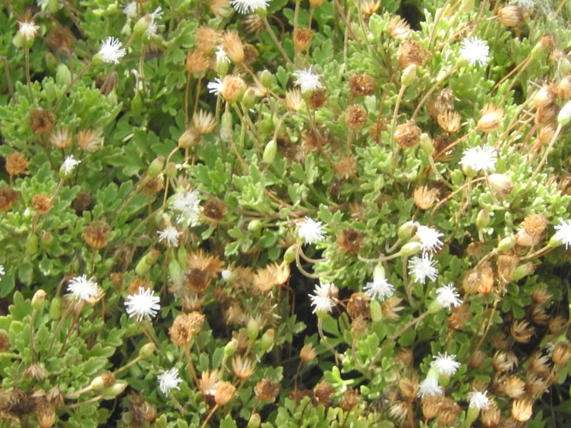 Hofmeisteria urenifolia, photographed by Juan Cruzado Cortés