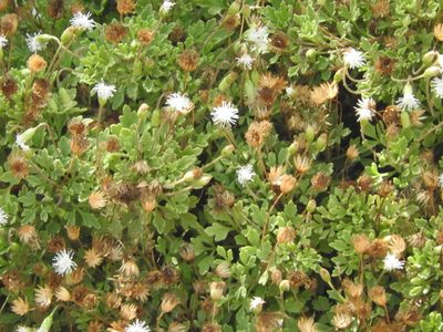 Hofmeisteria urenifolia, photographed by Juan Cruzado Cortés