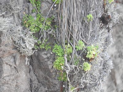 Hofmeisteria urenifolia, photographed by Juan Cruzado Cortés