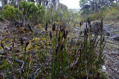Microschizaea australis, photographed by John Barkla