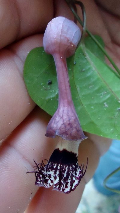 Aristolochia tamnifolia, photographed by russiannaturalistbrazil