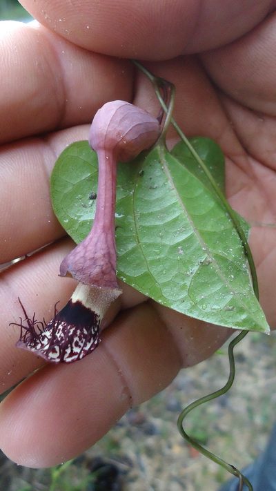 Aristolochia tamnifolia, photographed by russiannaturalistbrazil