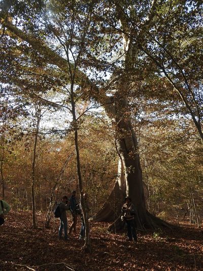 Ficus maxima, photographed by Juan Cruzado Cortés