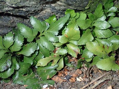 Asplenium pauperequitum, photographed by Peter de Lange