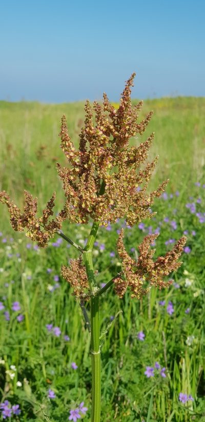 Rumex tuberosus, photographed by Татьяна Прозорова