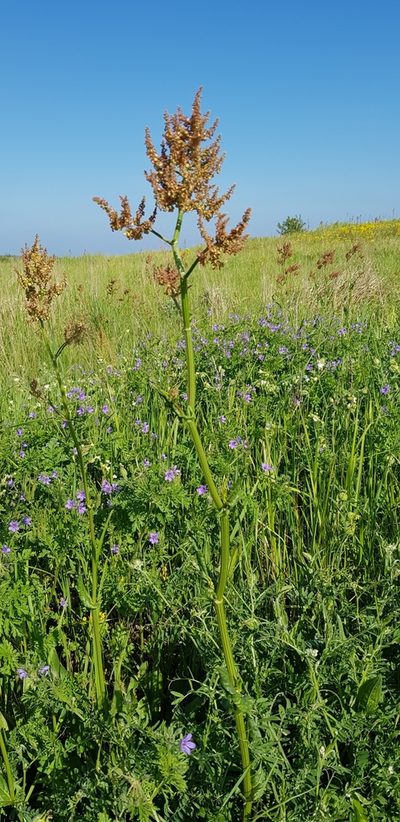 Rumex tuberosus, photographed by Татьяна Прозорова
