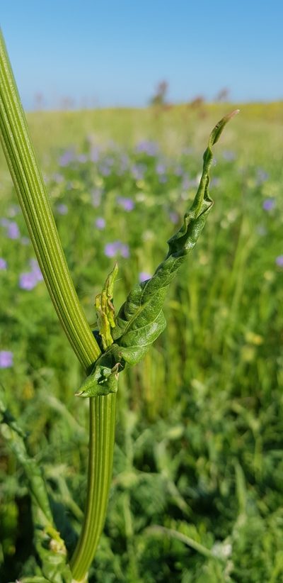 Rumex tuberosus, photographed by Татьяна Прозорова