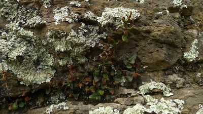 Pellaea calidirupium, photographed by Sarah Richardson