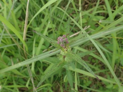 Lactuca formosana, photographed by Meng-Ying Tsai
