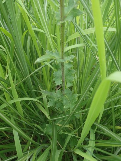 Lactuca formosana, photographed by Meng-Ying Tsai