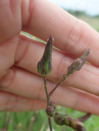 Lactuca formosana, photographed by Meng-Ying Tsai