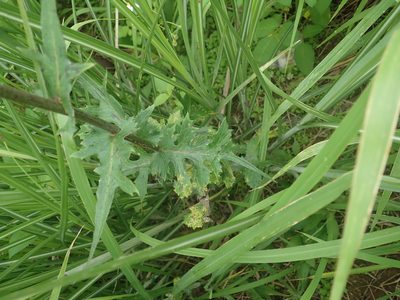 Lactuca formosana, photographed by Meng-Ying Tsai