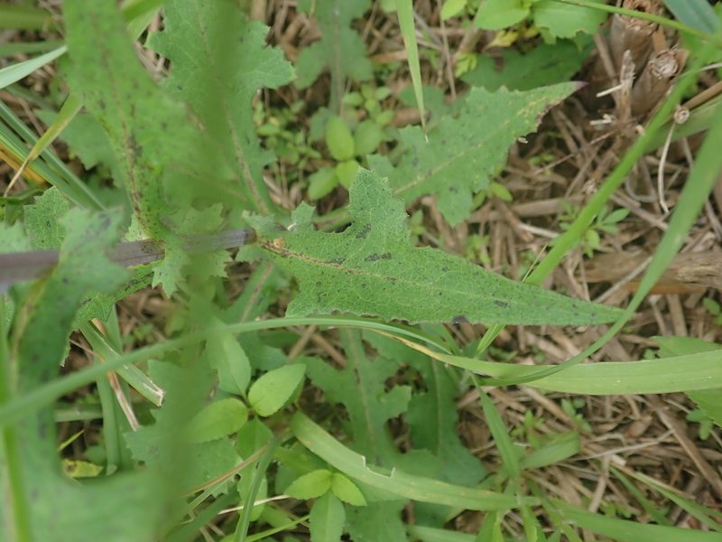 Lactuca formosana, photographed by Meng-Ying Tsai