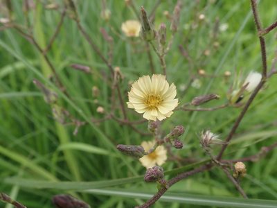 Lactuca formosana, photographed by Meng-Ying Tsai