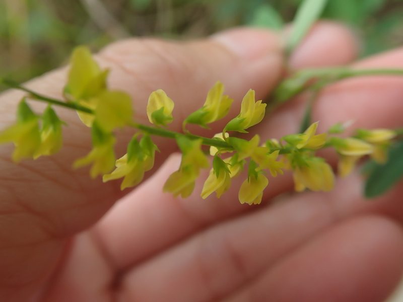 Melilotus suaveolens, photographed by Meng-Ying Tsai