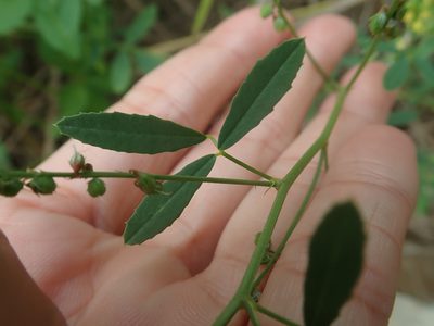 Melilotus suaveolens, photographed by Meng-Ying Tsai