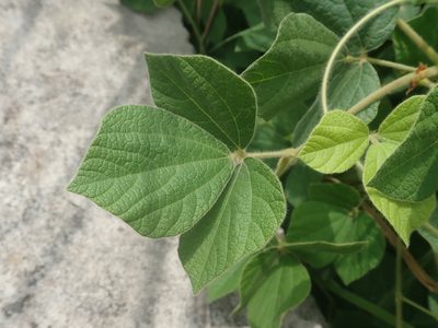 Rhynchosia volubilis, photographed by Meng-Ying Tsai