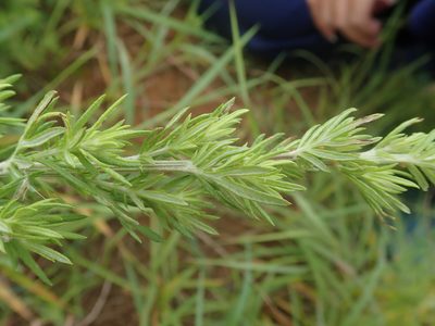 Artemisia lancea, photographed by Meng-Ying Tsai
