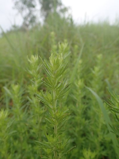 Artemisia lancea, photographed by Meng-Ying Tsai