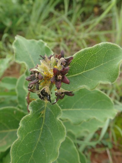 Vincetoxicum atratum, photographed by Meng-Ying Tsai