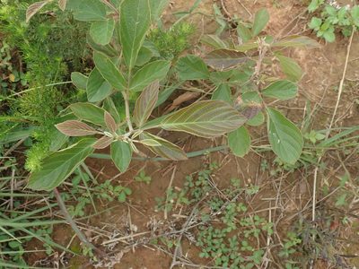 Phyllodium pulchellum, photographed by Meng-Ying Tsai