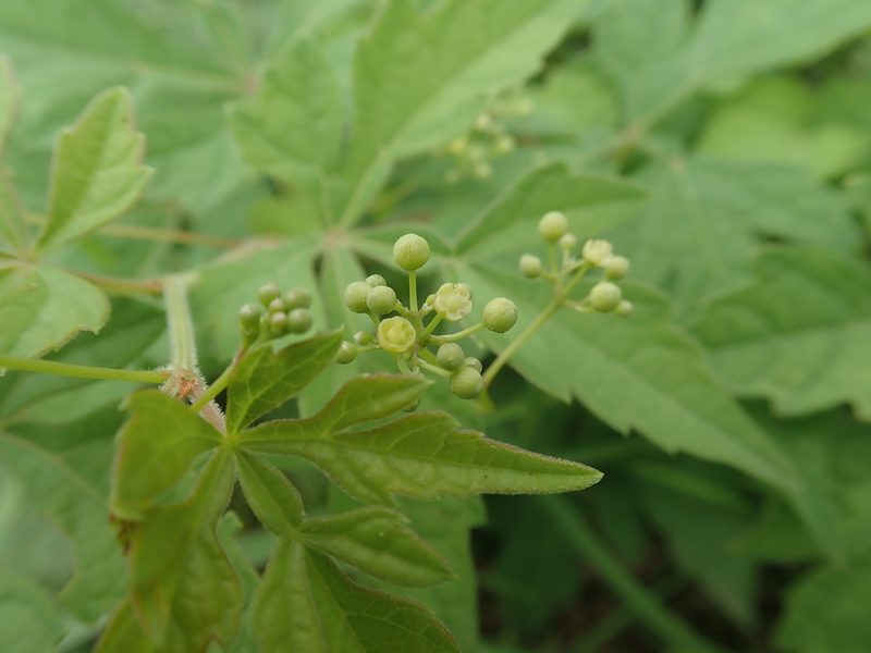 Ampelopsis japonica, photographed by Meng-Ying Tsai