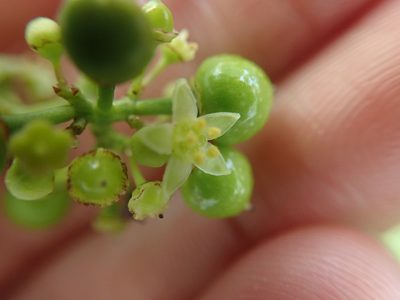 Ampelopsis japonica, photographed by Meng-Ying Tsai