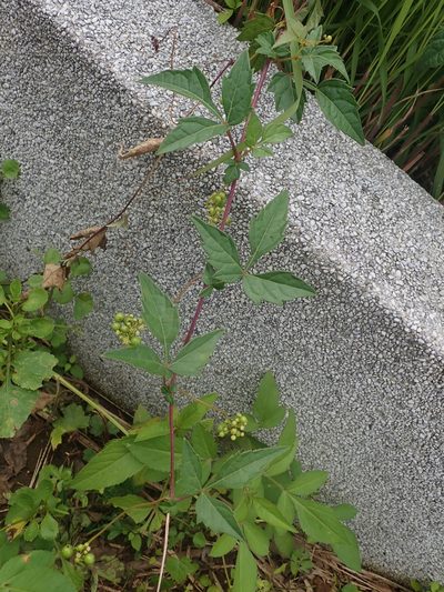 Ampelopsis japonica, photographed by Meng-Ying Tsai