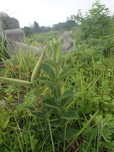 Vincetoxicum atratum, photographed by Meng-Ying Tsai