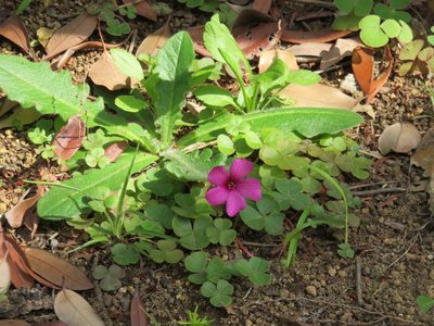Oxalis brasiliensis, photographed by Se Lena