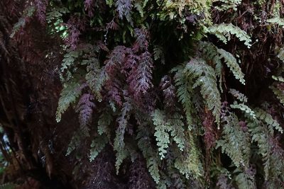 Hymenophyllum frankliniae, photographed by John Barkla