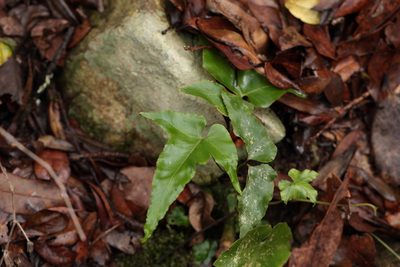 Asplenium hemionitis, photographed by Dr. Guido Bohne