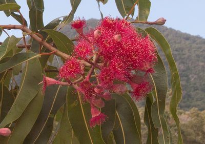 Corymbia ptychocarpa, photographed by Rolf Lawrenz