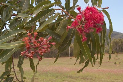 Corymbia ptychocarpa, photographed by Rolf Lawrenz