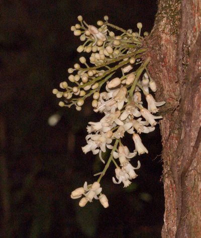 Epicharis parasitica, photographed by Rolf Lawrenz