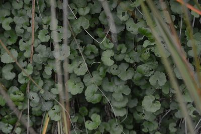 Hydrocotyle robusta, photographed by Jon Sullivan