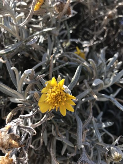 Senecio mairetianus, photographed by j_indr