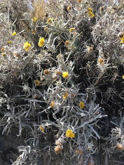Senecio mairetianus, photographed by j_indr
