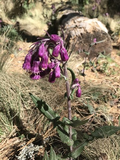 Senecio roseus, photographed by j_indr
