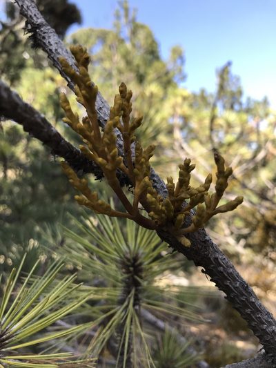 Arceuthobium globosum, photographed by j_indr