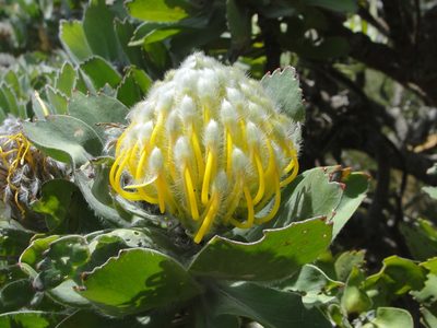 Leucospermum conocarpodendron, photographed by Ian Webb