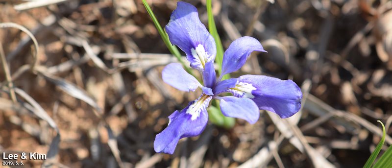 Iris rossii, photographed by Kim, Hyun-tae