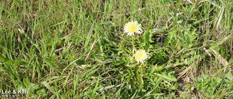 Taraxacum coreanum, photographed by Kim, Hyun-tae