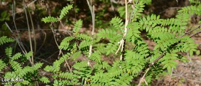 Zanthoxylum piperitum, photographed by Kim, Hyun-tae