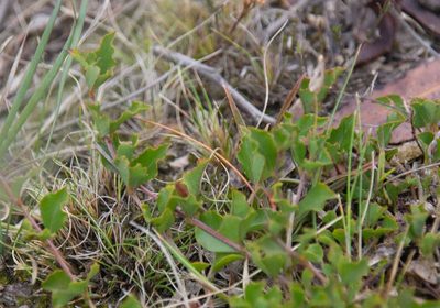 Podolobium procumbens, photographed by Terra Occ