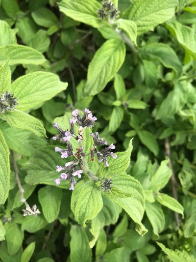 Heliotropium arborescens, photographed by j_indr