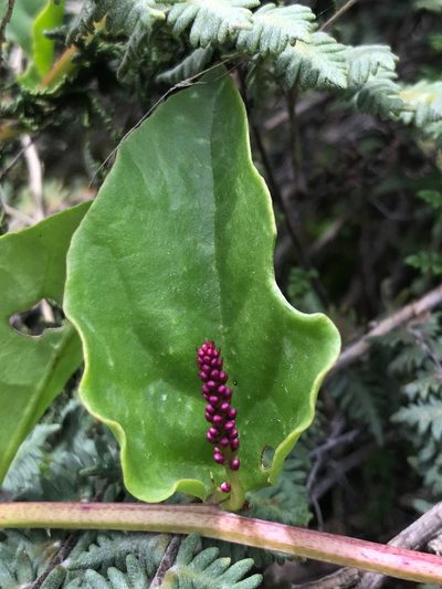 Anredera diffusa, photographed by j_indr