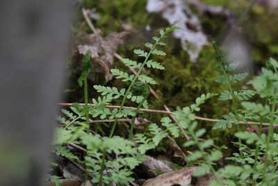 Cystopteris tenuis, photographed by Quinten Wiegersma